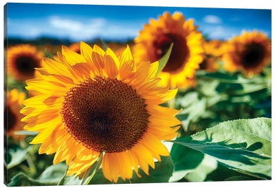 Sunflower Close Up In A Field Canvas Art Print - George Oze