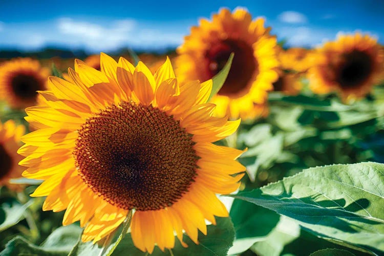 Sunflower Close Up In A Field