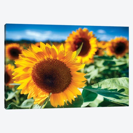 Sunflower Close Up In A Field Canvas Print #GOZ425} by George Oze Canvas Artwork
