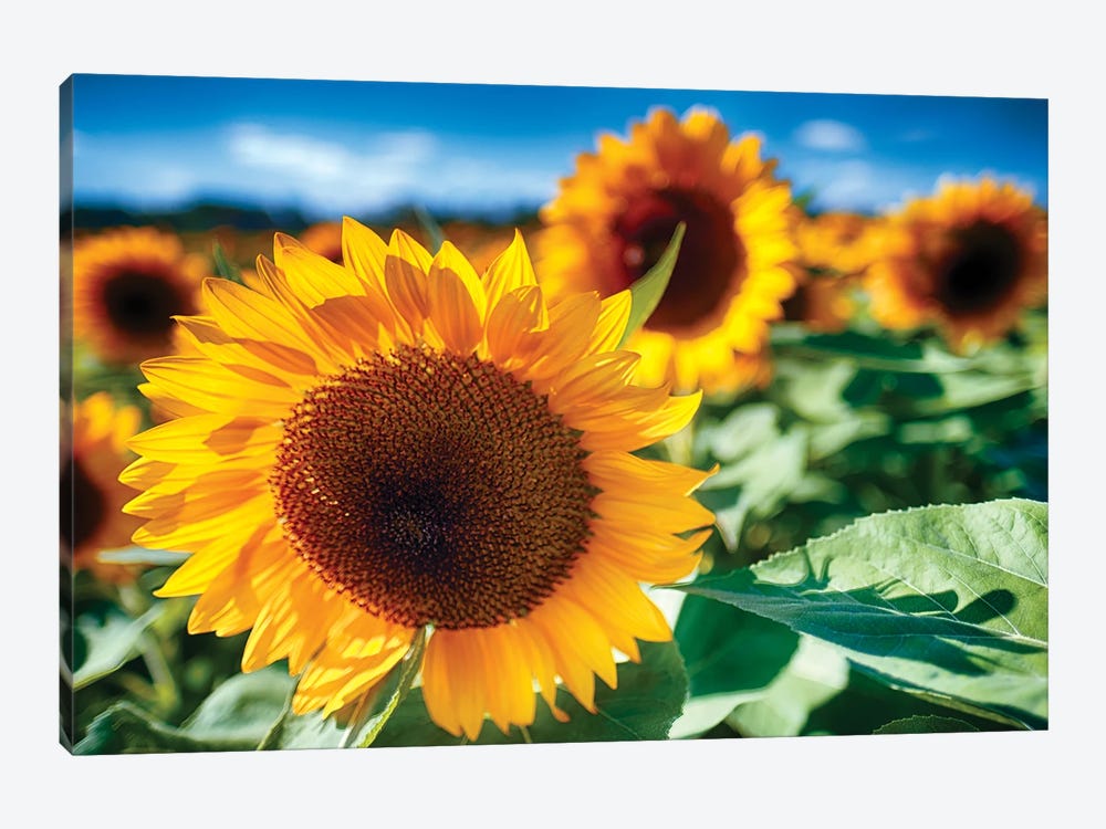 Sunflower Close Up In A Field by George Oze 1-piece Canvas Print