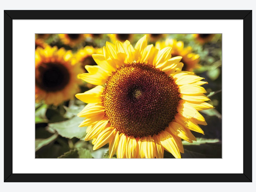 Abstract Sunflower Canvas Print - 18x24 Vivid Artwork