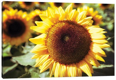 Sunflower Head Close Up Ina Field Of Sunflowers Canvas Art Print - George Oze