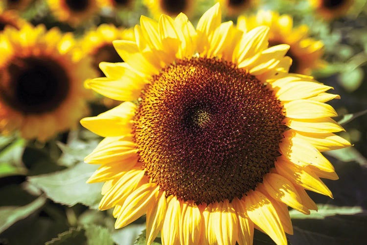 Sunflower Head Close Up Ina Field Of Sunflowers