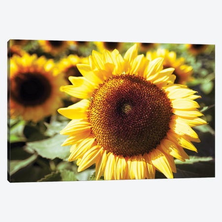 Sunflower Head Close Up Ina Field Of Sunflowers Canvas Print #GOZ426} by George Oze Canvas Art
