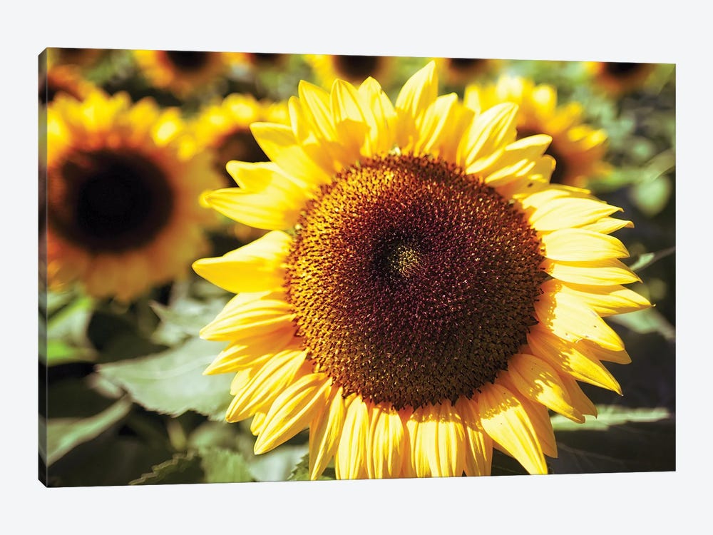 Sunflower Head Close Up Ina Field Of Sunflowers by George Oze 1-piece Canvas Artwork