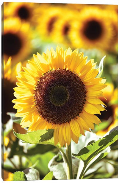 Sunflower Close Up In A Field Of Sunflowers Canvas Art Print - George Oze