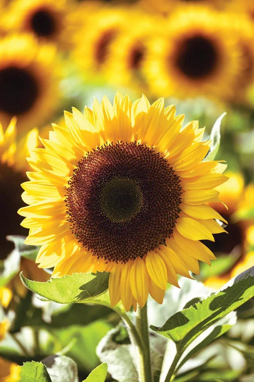 Sunflower Close Up In A Field Of Sunflowers