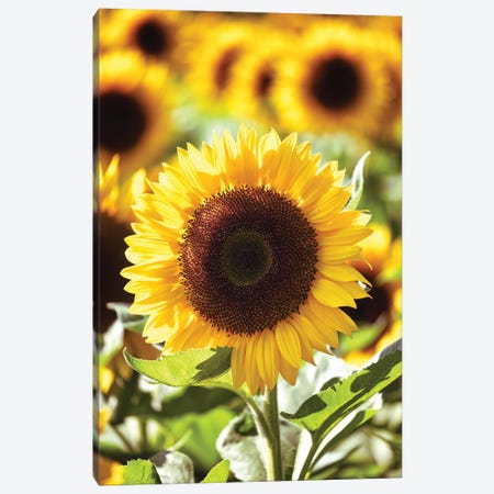 Sunflower Close Up In A Field Of Sunflowers Canvas Print #GOZ427} by George Oze Canvas Wall Art