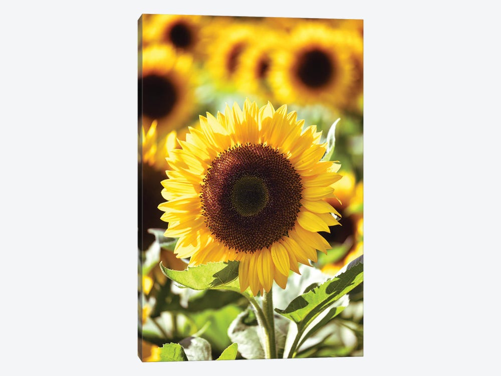 Sunflower Close Up In A Field Of Sunflowers by George Oze 1-piece Art Print