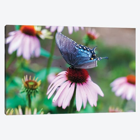 Black Swallowtail Butterfly Sucking Nectar From A Cornflower Canvas Print #GOZ428} by George Oze Art Print