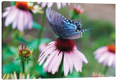 Black Swallowtail Butterfly Sucking Nectar From A Cornflower Canvas Art Print - George Oze