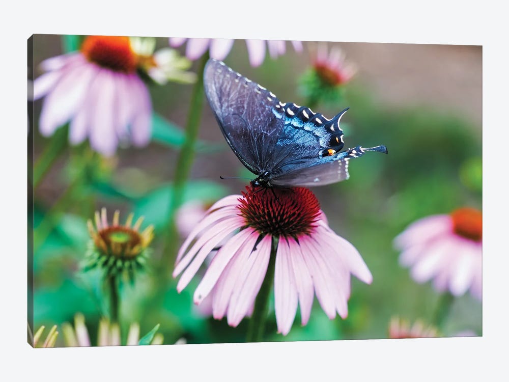Black Swallowtail Butterfly Sucking Nectar From A Cornflower by George Oze 1-piece Canvas Art