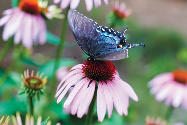 Butterflies and Flowers: Black Swallowtail Butterfly Sucking Nectar From A Cornflower by George Oze