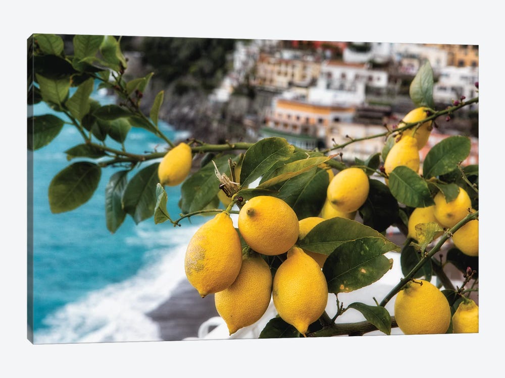 Close Up View of a Lemon Tree with Fruit, Positano, Amalfi Coast, Campania, Italy by George Oze 1-piece Canvas Print