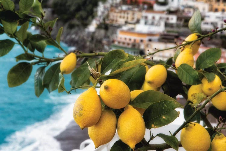 Close Up View of a Lemon Tree with Fruit, Positano, Amalfi Coast, Campania, Italy