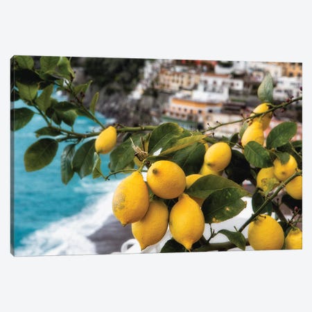 Close Up View of a Lemon Tree with Fruit, Positano, Amalfi Coast, Campania, Italy Canvas Print #GOZ44} by George Oze Canvas Art