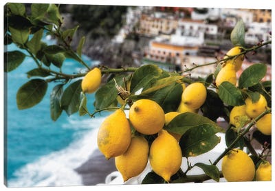 Close Up View of a Lemon Tree with Fruit, Positano, Amalfi Coast, Campania, Italy Canvas Art Print - George Oze