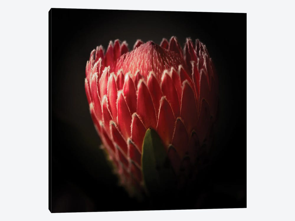 Close Up View Of A Protea Flower by George Oze 1-piece Canvas Art Print