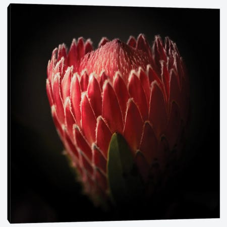 Close Up View Of A Protea Flower Canvas Print #GOZ465} by George Oze Canvas Wall Art