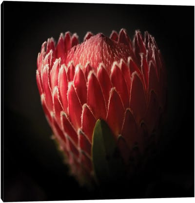 Close Up View Of A Protea Flower Canvas Art Print - Protea