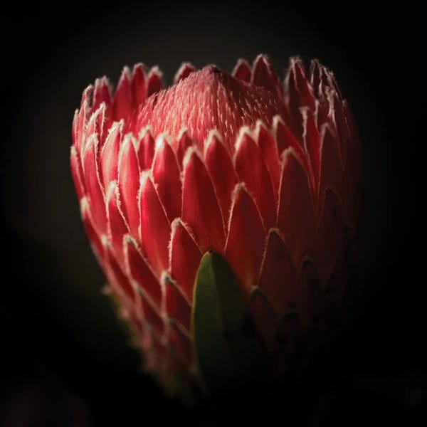 George Oze: Close Up View Of A Protea Flower by George Oze