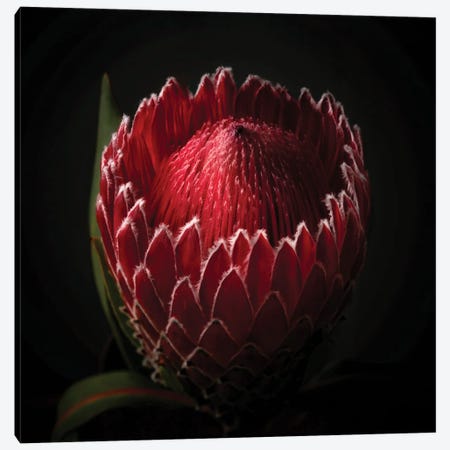 Close Up View Of A Red Protea Flower Head Canvas Print #GOZ466} by George Oze Canvas Art