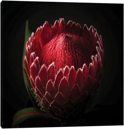 Close Up View Of A Red Protea Flower Head Canvas Art Print - Still Life Photography