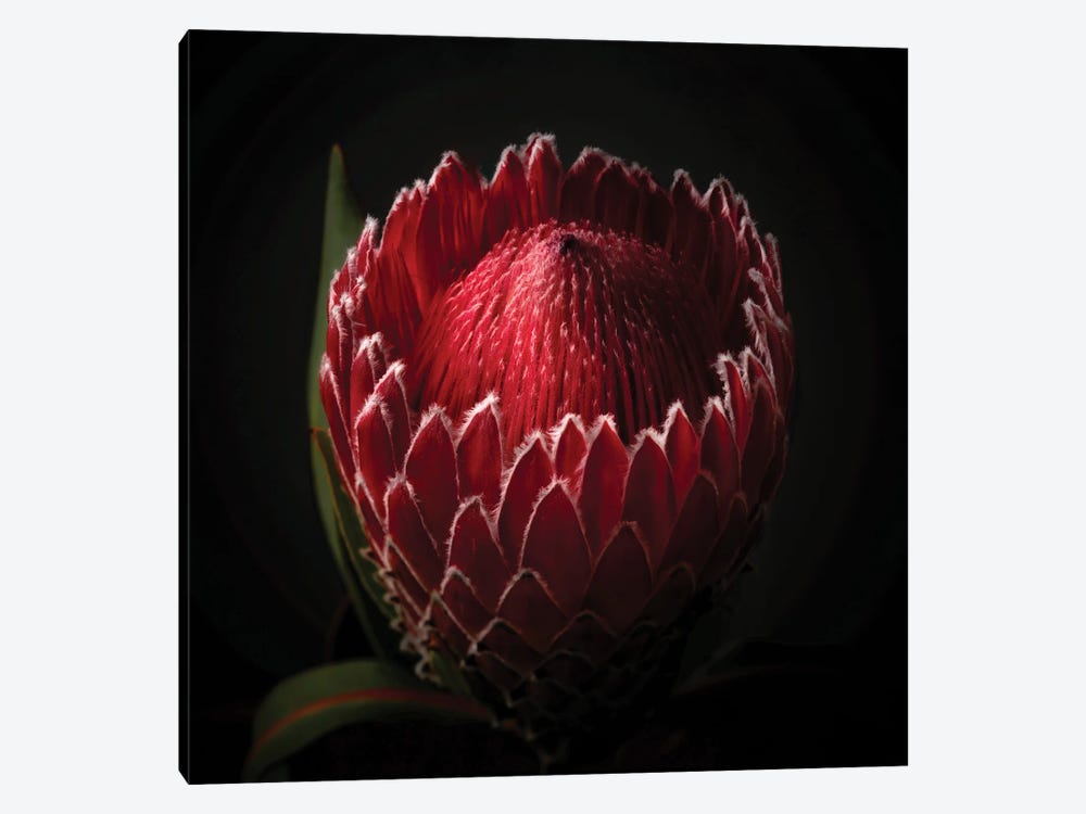 Close Up View Of A Red Protea Flower Head by George Oze 1-piece Canvas Wall Art