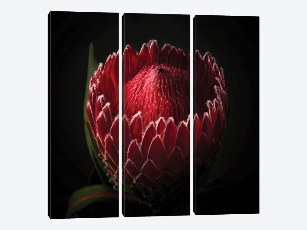 Close Up View Of A Red Protea Flower Head by George Oze 3-piece Canvas Wall Art