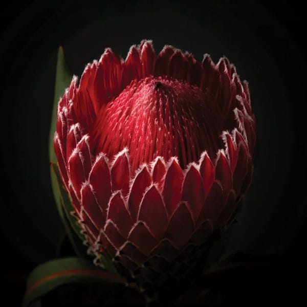 George Oze: Close Up View Of A Red Protea Flower Head by George Oze
