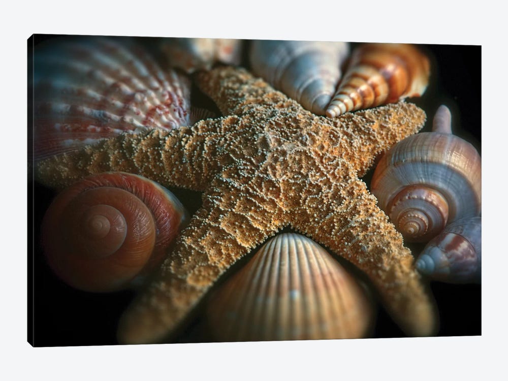 Close up View of a Starfish with Various Seashells by George Oze 1-piece Canvas Art Print