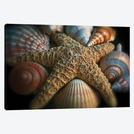 Close up View of a Starfish with Various Seashells Canvas Print #GOZ46} by George Oze Canvas Art