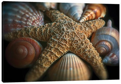 Close up View of a Starfish with Various Seashells Canvas Art Print - Starfish Art