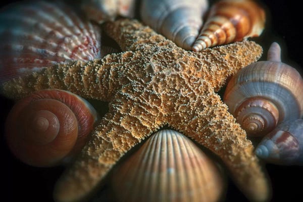 George Oze: Close up View of a Starfish with Various Seashells by George Oze