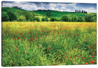 Spring Meadow, Pienza, Val D'Orcia, Tuscany, Italy Canvas Art Print - George Oze