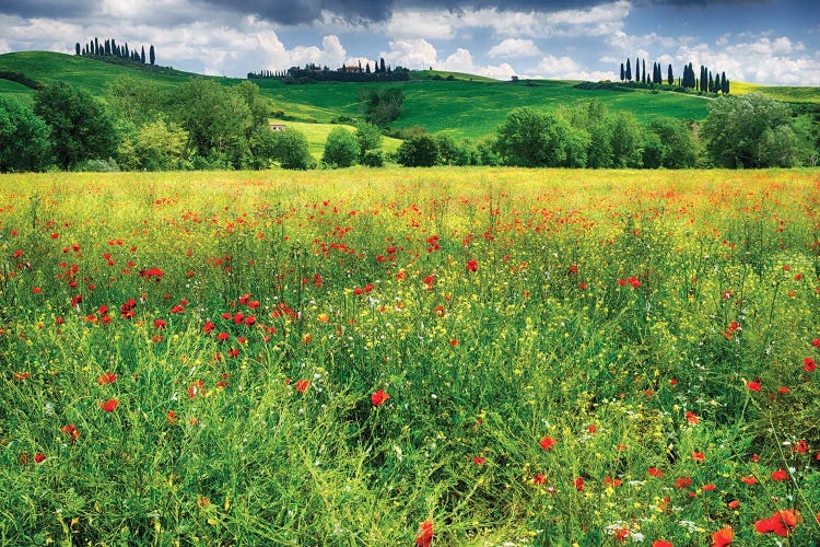 Spring Meadow, Pienza, Val D'Orcia, Tuscany, Italy