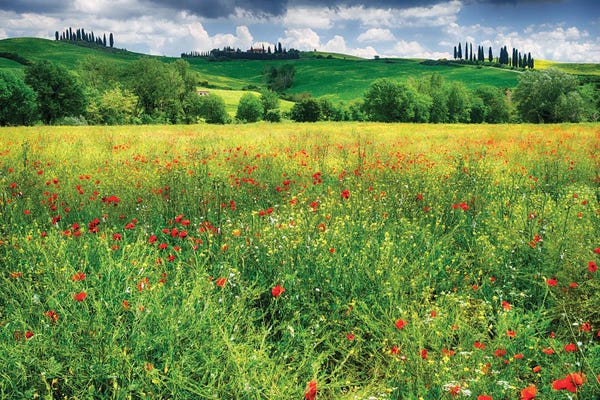 George Oze: Spring Meadow, Pienza, Val D'Orcia, Tuscany, Italy by George Oze