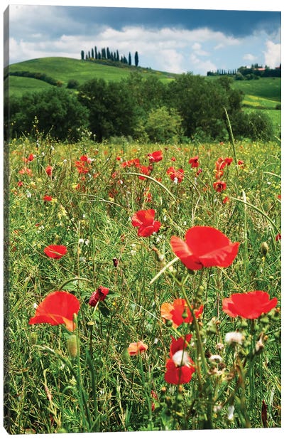 Close Up View Of Red Poppies In A Field, Tuscany, Italy Canvas Art Print - George Oze