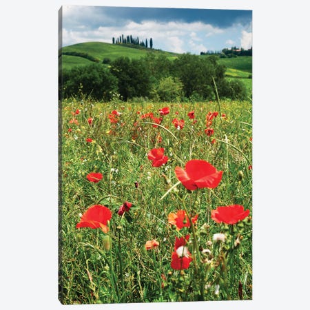 Close Up View Of Red Poppies In A Field, Tuscany, Italy Canvas Print #GOZ473} by George Oze Canvas Art