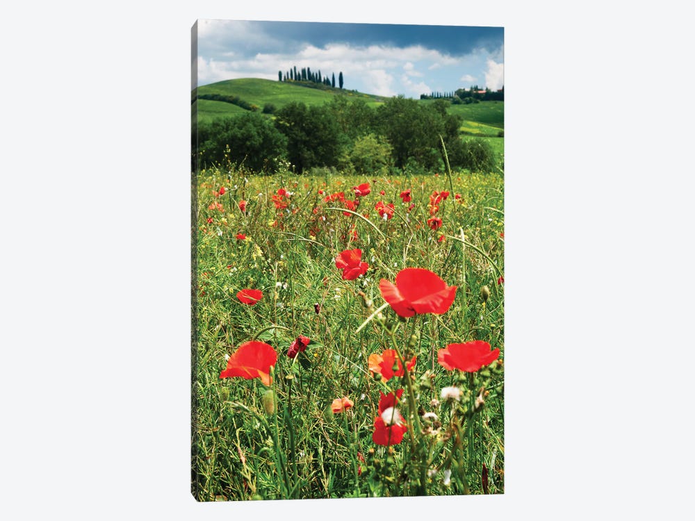 Close Up View Of Red Poppies In A Field, Tuscany, Italy by George Oze 1-piece Canvas Artwork