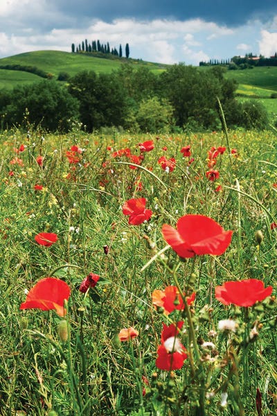 George Oze: Close Up View Of Red Poppies In A Field, Tuscany, Italy by George Oze