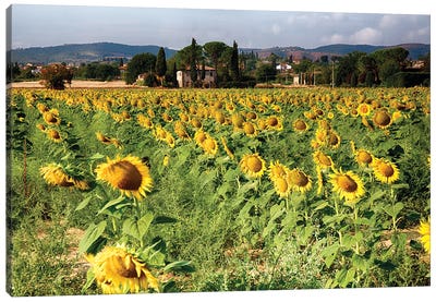 Sunflower Field In Tuscany, Italy Canvas Art Print - George Oze