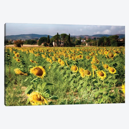 Sunflower Field In Tuscany, Italy Canvas Print #GOZ493} by George Oze Canvas Wall Art