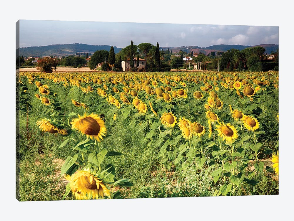 Sunflower Field In Tuscany, Italy by George Oze 1-piece Canvas Wall Art