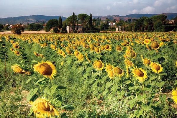 George Oze: Sunflower Field In Tuscany, Italy by George Oze