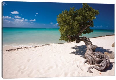 Fofoti Divi Tree On Eagle Beach, Aruba, Dutch Antilles Canvas Art Print - Caribbean Art