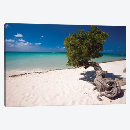 Fofoti Divi Tree On Eagle Beach, Aruba, Dutch Antilles Canvas Print #GOZ511} by George Oze Art Print