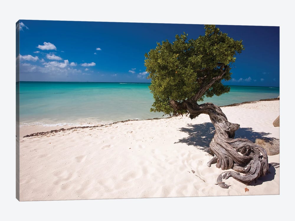 Fofoti Divi Tree On Eagle Beach, Aruba, Dutch Antilles by George Oze 1-piece Art Print