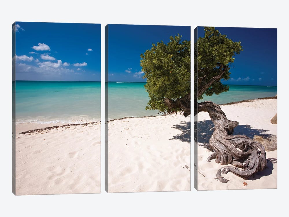 Fofoti Divi Tree On Eagle Beach, Aruba, Dutch Antilles by George Oze 3-piece Art Print