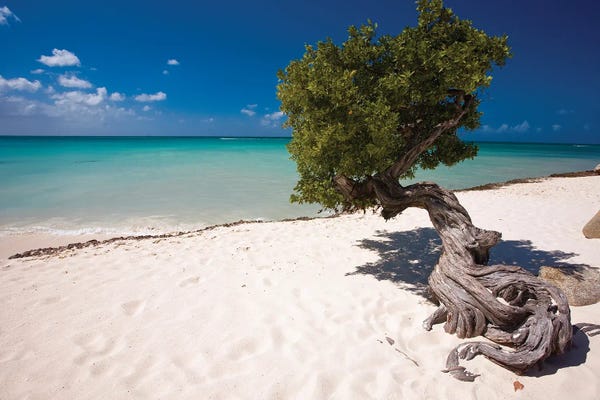 Sandy Beaches: Fofoti Divi Tree On Eagle Beach, Aruba, Dutch Antilles by George Oze